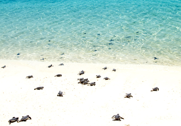 Baby turtle hatchlings, Tobago 