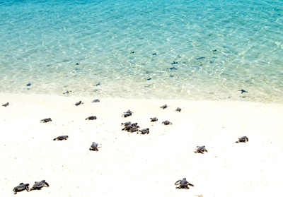 Turtle hatchlings in Tobago