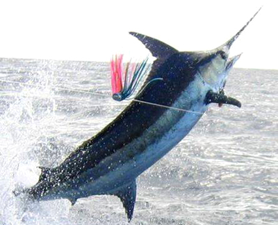 Hardplay fishing catch a Blue Marlin